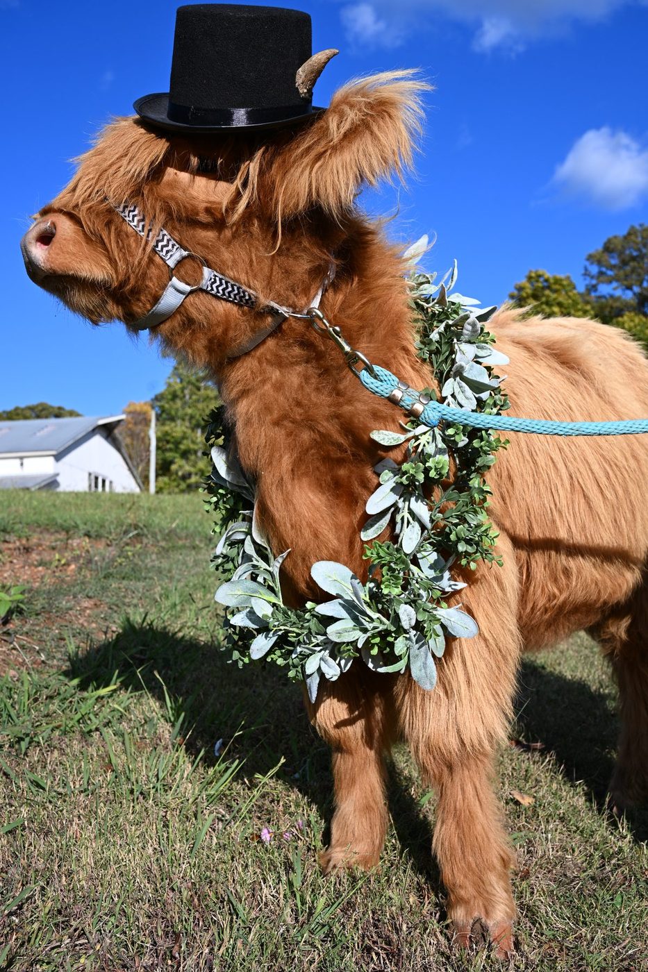 A fluffy Scottish Highland cow in a greenery garland and a little top hat, dressed for a wedding